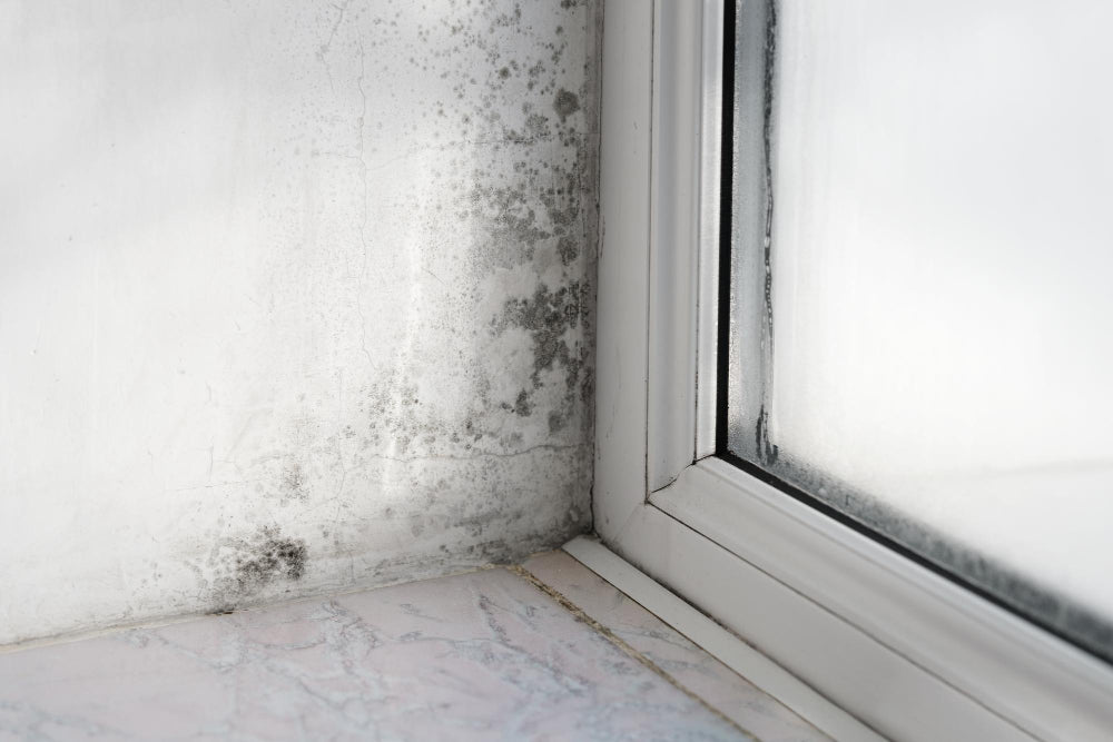 Moisture Solutions! Multiple Home Dehumidifying and Damp-Proofing Tips to Help You Combat “Spring Dampness” - Natural Home